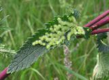 Phlomoides tuberosa