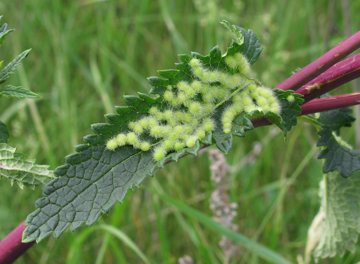 Image of Phlomoides tuberosa specimen.