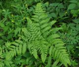 Pteridium pinetorum