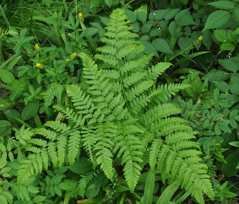 Изображение особи Pteridium pinetorum.