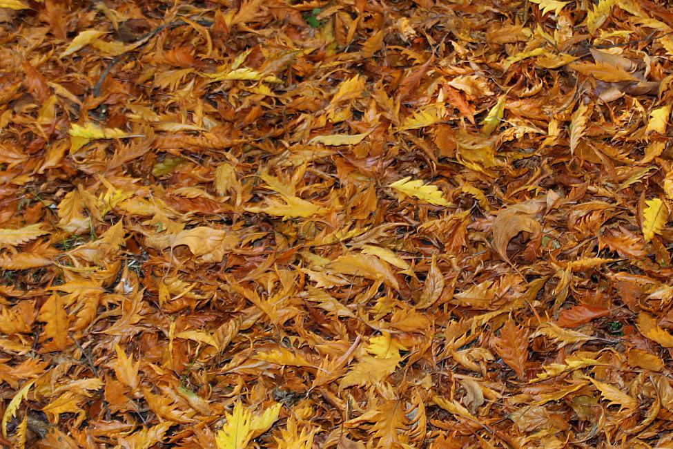 Image of Fagus sylvatica specimen.