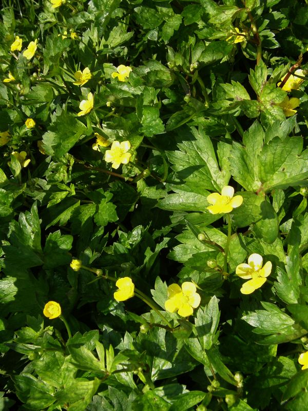 Image of Ranunculus repens specimen.