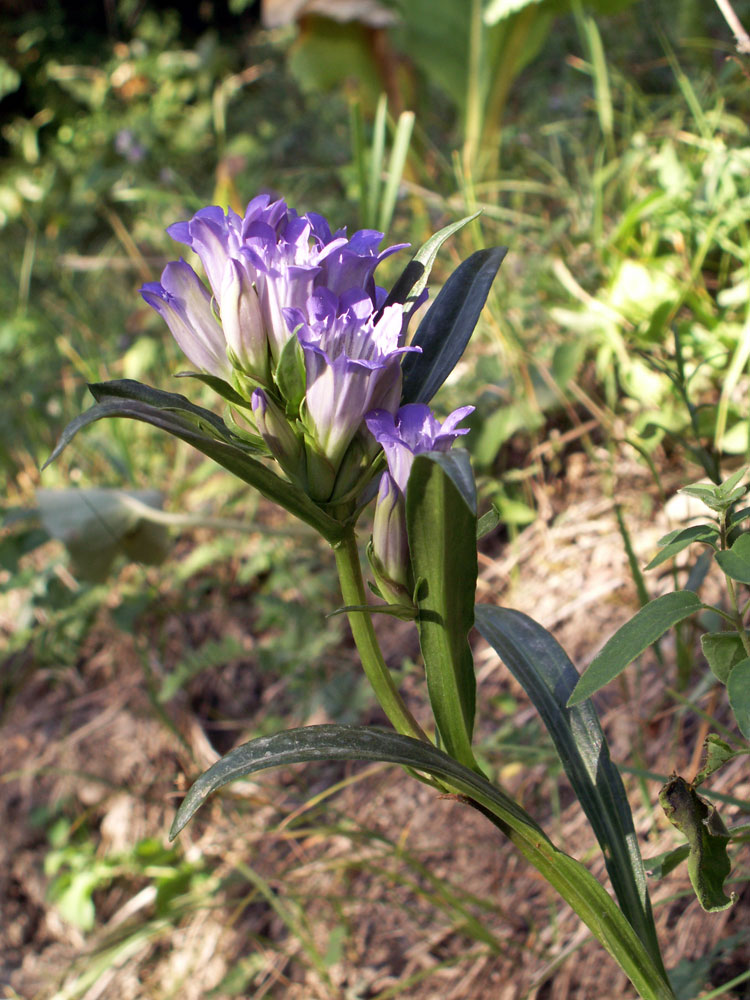 Изображение особи Gentiana kirilowii.