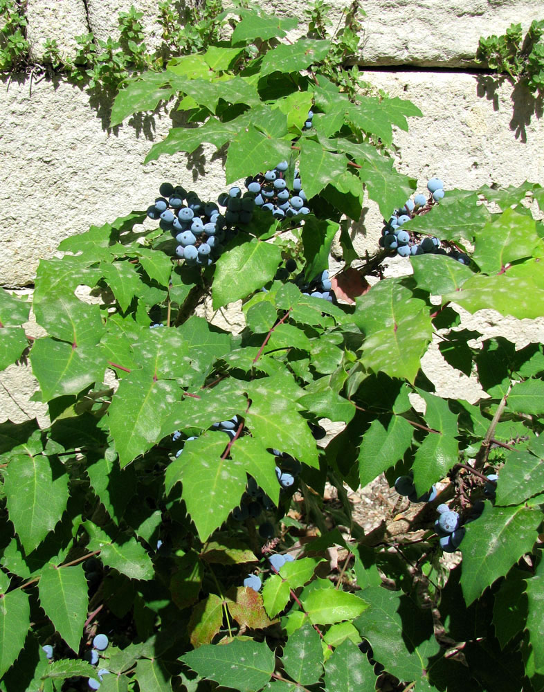 Image of Mahonia aquifolium specimen.