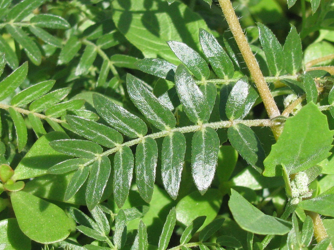 Image of Tribulus terrestris specimen.