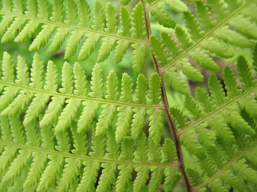 Изображение особи род Athyrium.