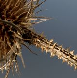 Dipsacus fullonum. Верхняя часть стебля и нижняя часть соплодия. Германия, г. Кемпен, у дороги. 06.02.2013.