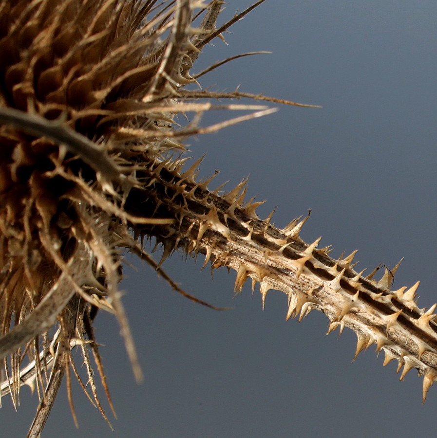 Image of Dipsacus fullonum specimen.