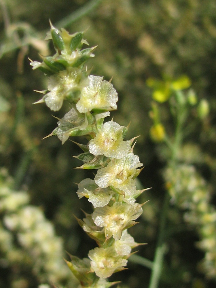 Image of Salsola tragus specimen.