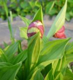 Cypripedium macranthos