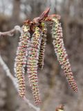 Populus tremula