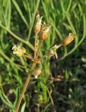 Holosteum glutinosum подвид liniflorum. Соплодие. Крым, Белогорский р-н, окр. с. Зуя, заброшенное поле. 4 мая 2013 г.