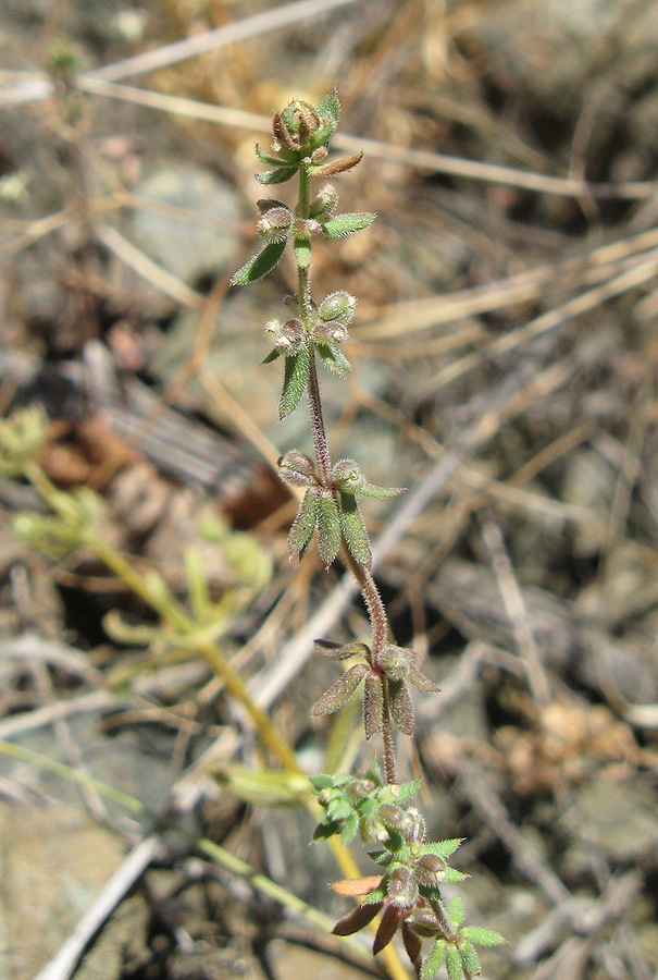 Изображение особи Galium verticillatum.