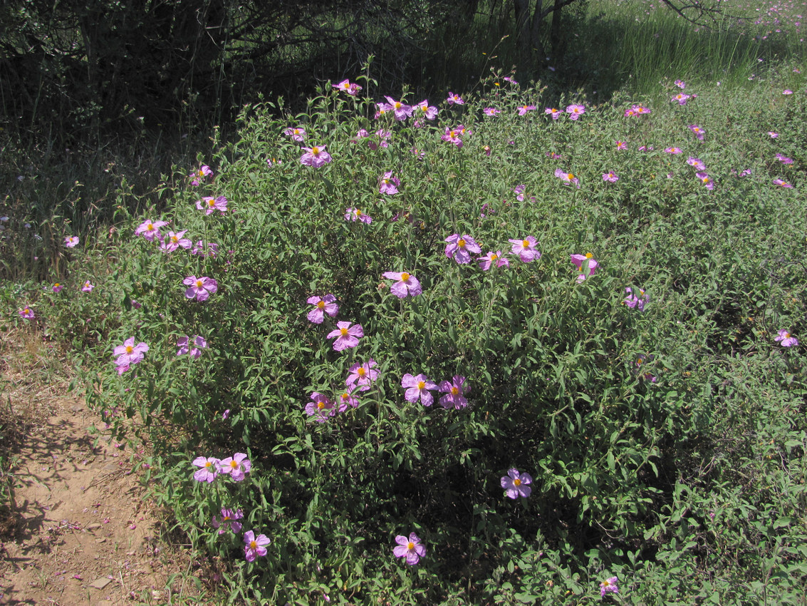 Изображение особи Cistus tauricus.