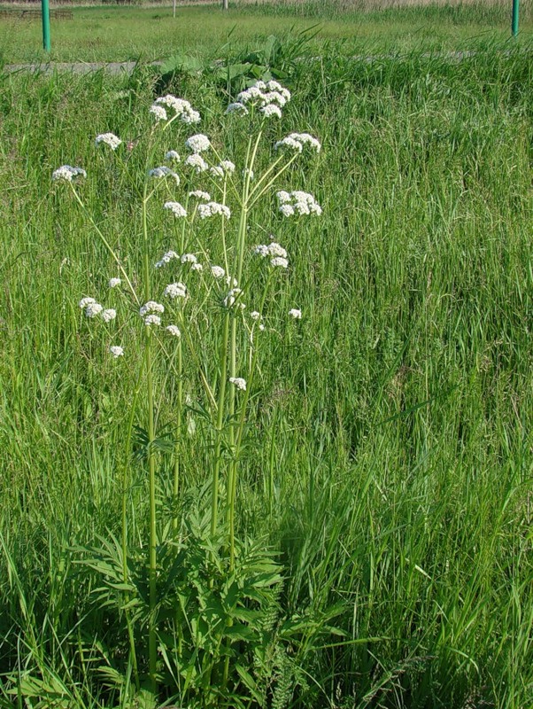 Image of Valeriana wolgensis specimen.