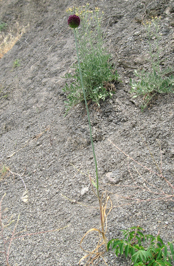 Image of Allium atroviolaceum specimen.