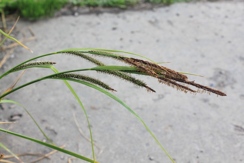 Image of Carex acuta specimen.