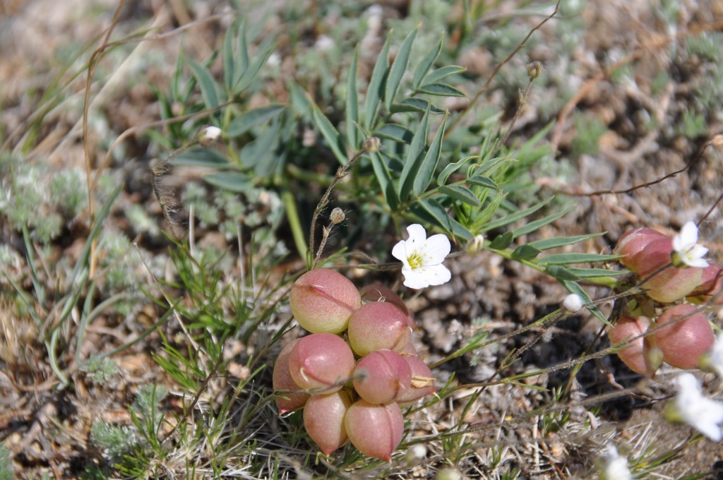 Изображение особи Astragalus chorinensis.