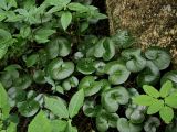 Asarum europaeum. Куртина в широколиственном лесу. Санкт-Петербург, Дудергофские высоты, широколиственный лес. Конец июля.