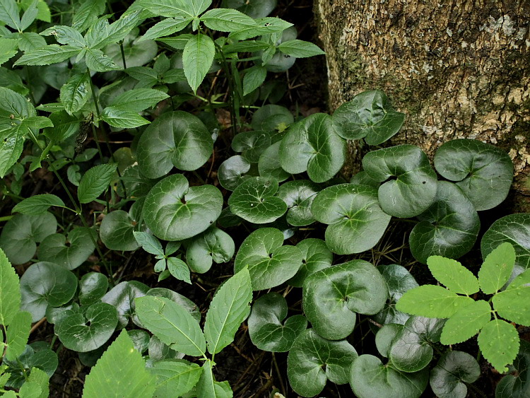 Image of Asarum europaeum specimen.