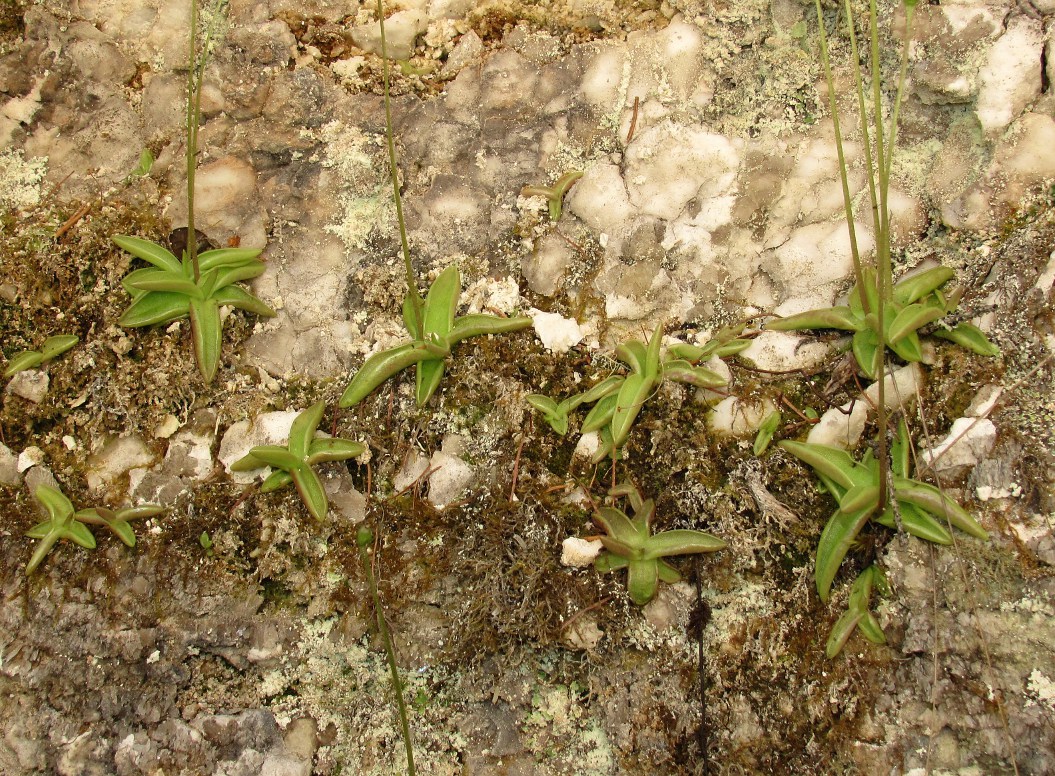 Изображение особи Pinguicula alpina.