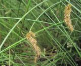 Carex laevissima