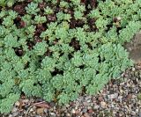 Rhodiola pachyclados