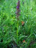 Dactylorhiza majalis