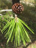 Pinus pityusa