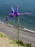 Delphinium paniculatum