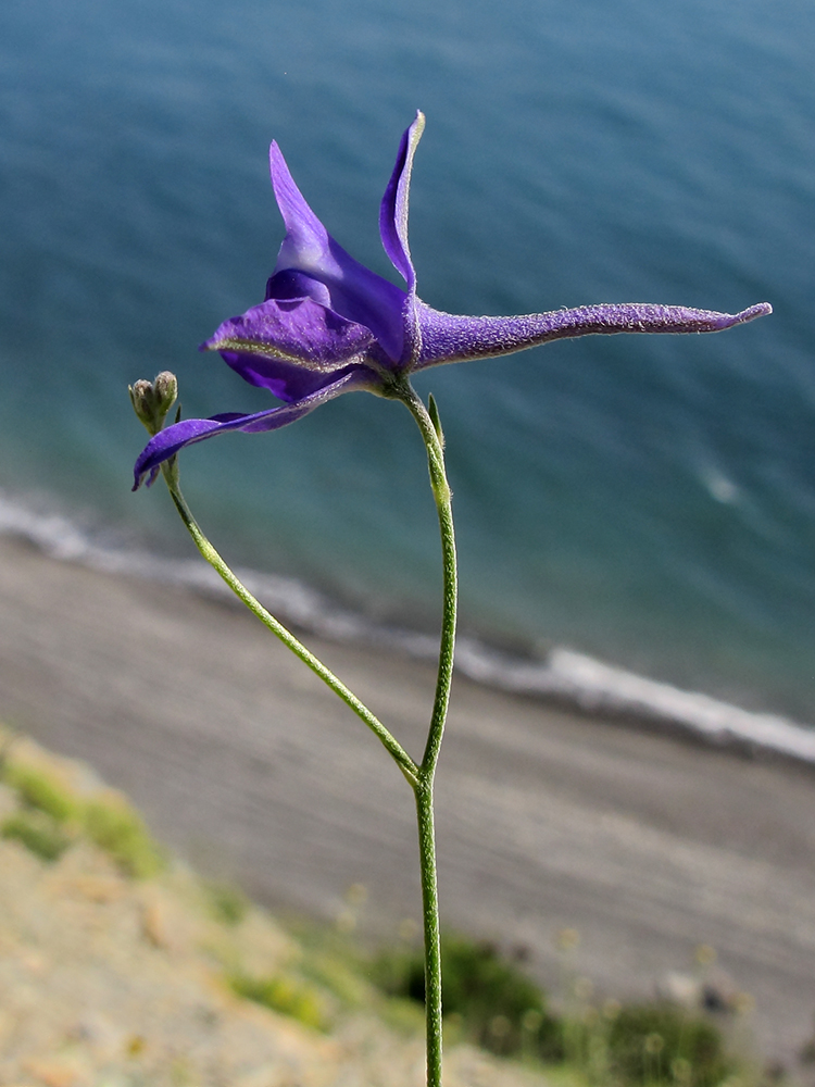Изображение особи Delphinium paniculatum.