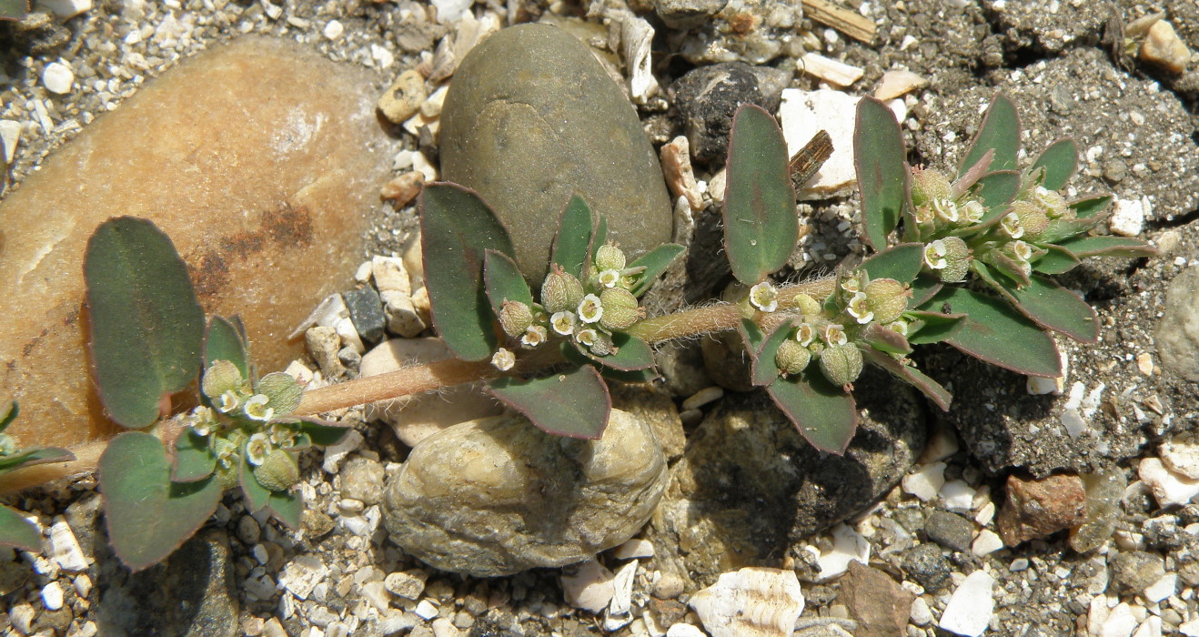 Image of Euphorbia maculata specimen.