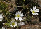 Dichodon cerastoides