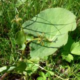 Caltha palustris. Верхушка плодоносящего растения.Свердловская обл., окр. г. Североуральск, район скал Три Брата, берег заводи. 30.06.2013.