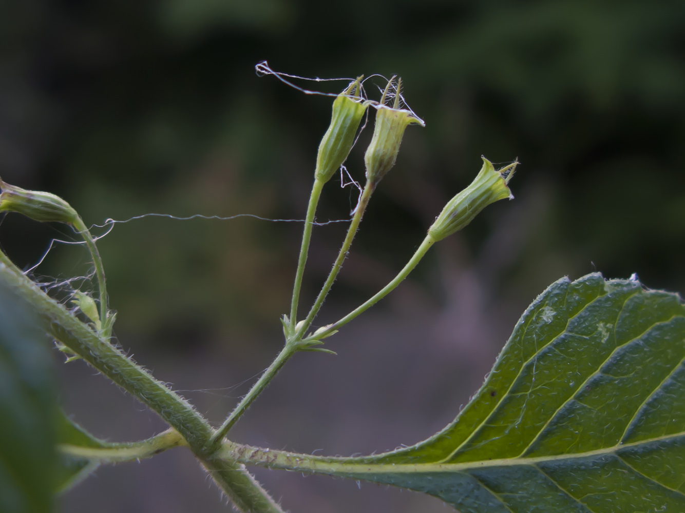 Image of Drymosiphon grandiflorus specimen.