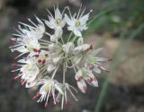 Allium tarkhankuticum