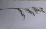 Deschampsia cespitosa