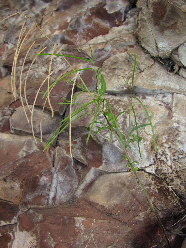 Image of Sisymbrium heteromallum specimen.