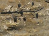 Image of taxon representative. Author is Сергей Банкетов