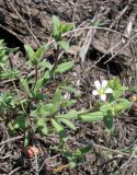 Cerastium pseudobulgaricum