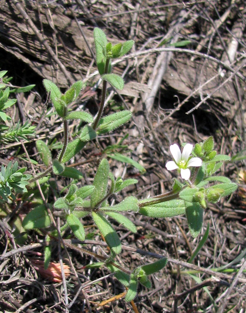 Image of Cerastium pseudobulgaricum specimen.