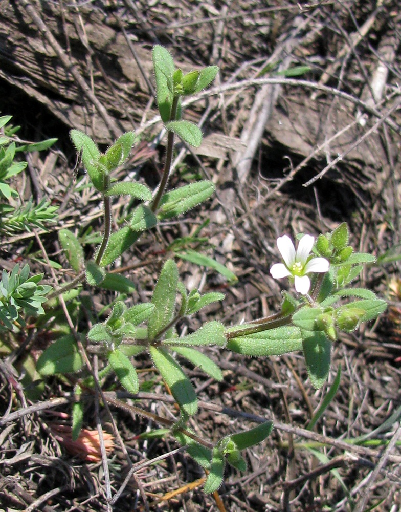 Изображение особи Cerastium pseudobulgaricum.