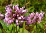 Allium spirale