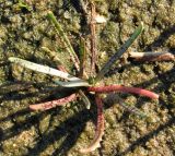 Plantago maritima