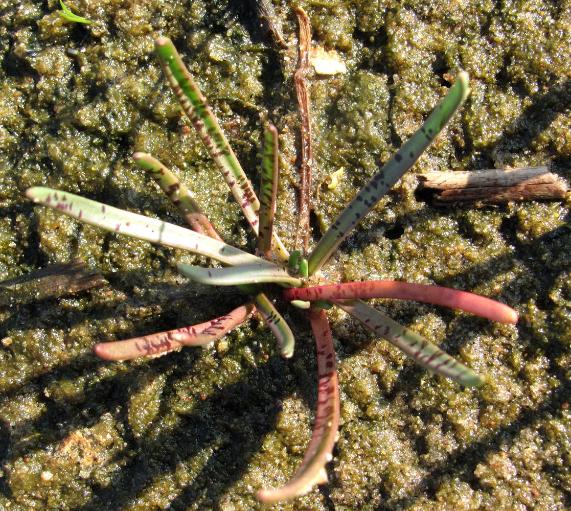 Изображение особи Plantago maritima.