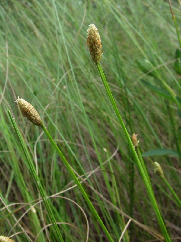 Image of Eleocharis tetraquetra specimen.