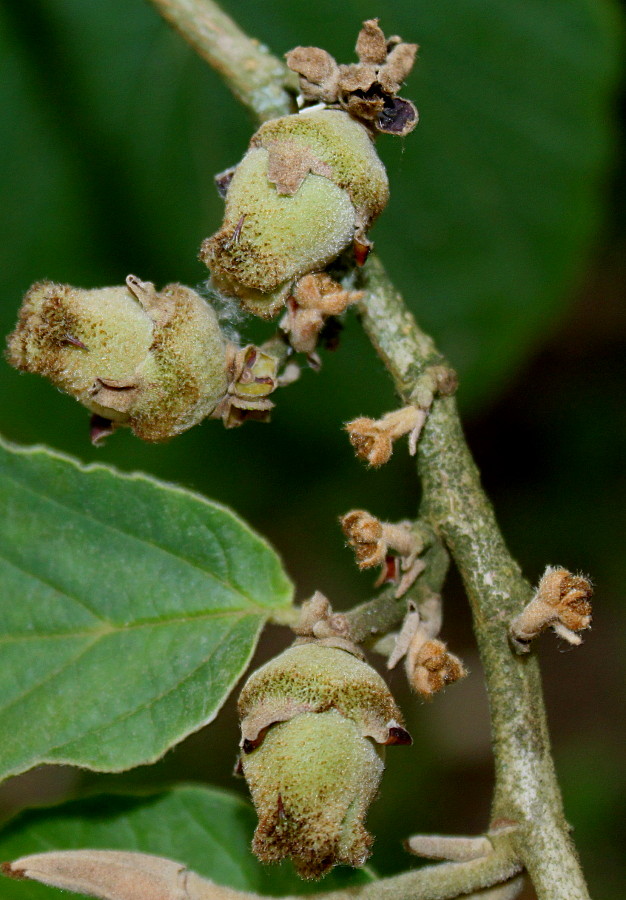 Изображение особи Hamamelis mollis.