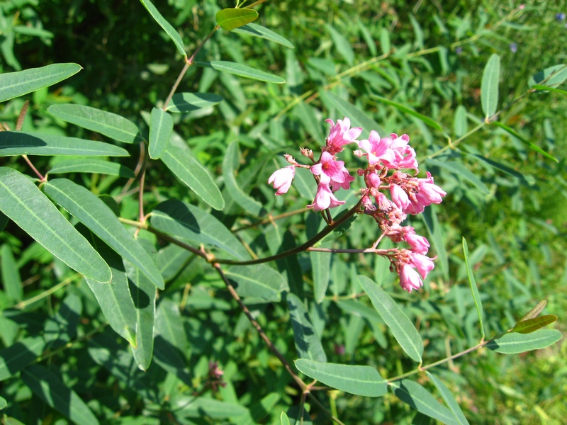 Изображение особи Trachomitum lancifolium.