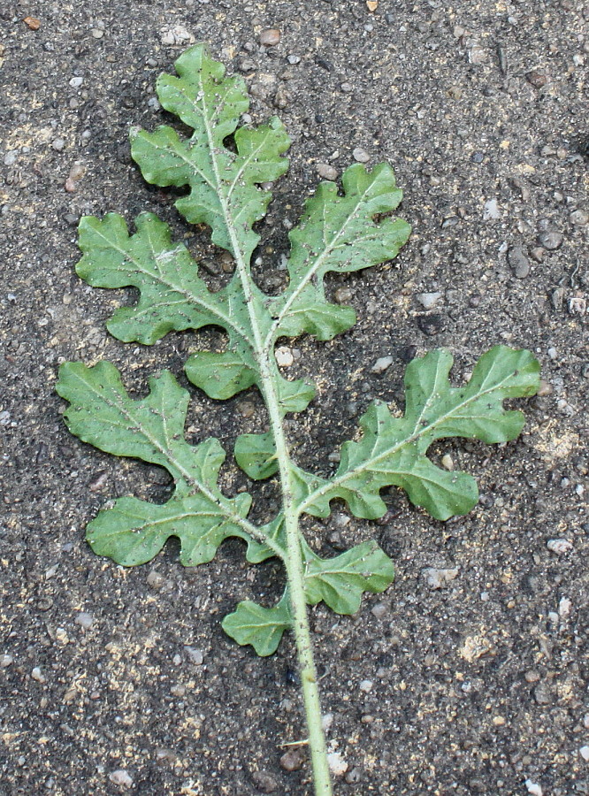 Image of Solanum citrullifolium specimen.