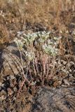 Sedum alberti